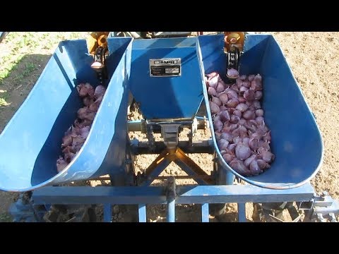 Видео: Посадка чеснока мотоблоком!