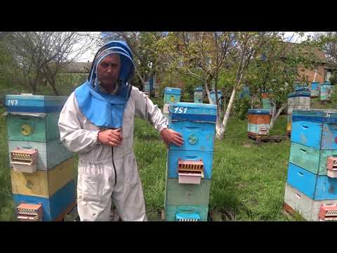 Видео: Двухматочное содержание пчелосемей.  300 семей.  Васькун Владимир