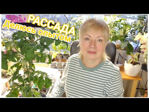 Видео: Рассада ТОМАТОВ Первые всходы НЕ УПУСТИТЕ - это важно. Не повторяйте моих ОШИБОК