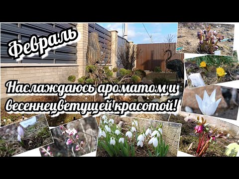 Видео: ПЕРВОЦВЕТЫ 🥰 ПРОГУЛКА ПО САДУ! Аромат 🔥В саду пахнет весной и глаза радуются весенним краскам