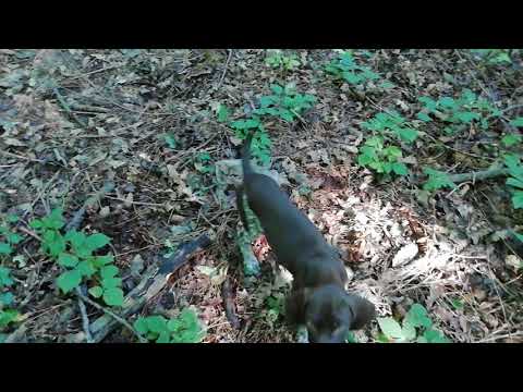 Видео: Куче за трюфели ЧАРА