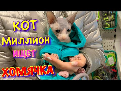 Видео: Кот в ЗООМАГАЗИНЕ! 😻