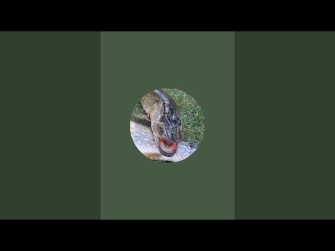 Видео: Грыбачка в прямом эфире!