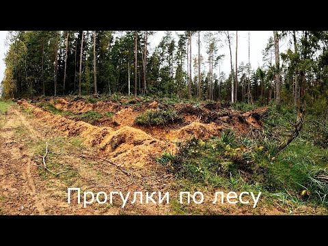 Видео: Прогулки по лесу | Вдоль линии ЛЭП.  Вырезанный лес будут восстанавливать.