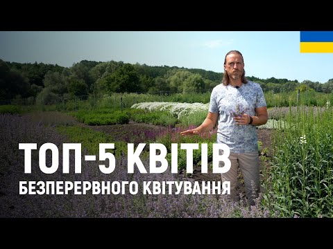 Видео: ЛАНДШАФТНИЙ ДИЗАЙН | ТОП-5 КВІТІВ БЕЗПЕРЕРВНОГО КВІТУВАННЯ