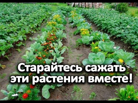 Видео: Старайтесь сажать эти растения вместе!