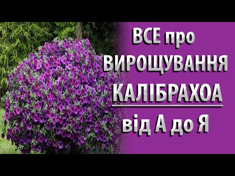 Видео: ВСЕ О ВЫРАЩИВАНИИ КАЛИБРАХОА. Имею ТРЕХЛЕТНИЙ Опыт и Делюсь с Вами #калибрахоа #садоводство #цветы