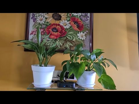 Видео: 💥ВЕСЕННИЙ ОБЗОР КОМНАТНЫХ РАСТЕНИЙ Ч.3