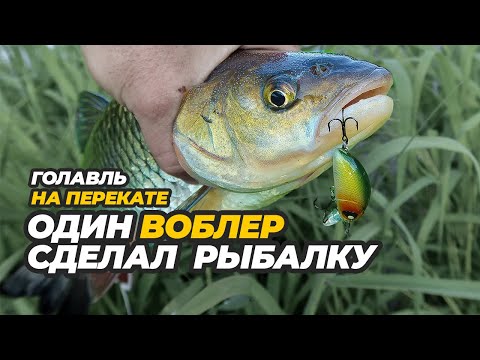 Видео: Вечерняя рыбалка на голавля. Какой воблер лучше ловит на перекате?