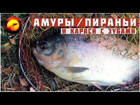 Видео: Ловля амуров, пираньи, зубастых карасей и сомов в маленьком пруду / Рыбалка в Бангкоке