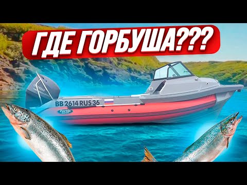 Видео: Где горбуша ?
