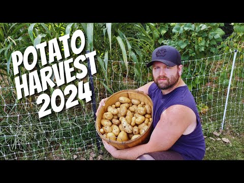 Видео: Урожай картофеля 2024 | Сбор картофеля в контейнере | Сбор картофеля в мешках для выращивания с A...