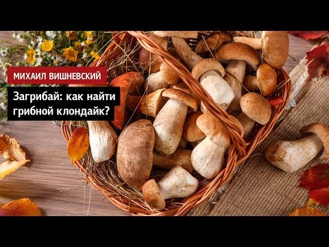Видео: Михаил Вишневский. Загрибай: как найти грибной клондайк?