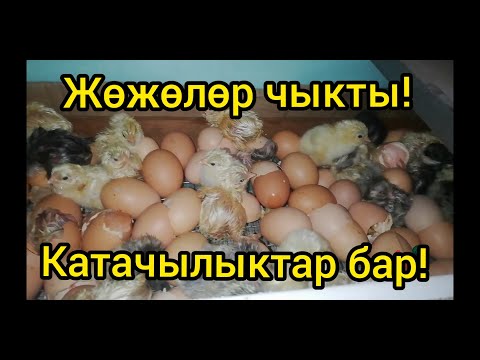 Видео: ЖӨЖӨЛӨР ЧЫКТЫ! Катачылыктарга жол койдум окшойт.