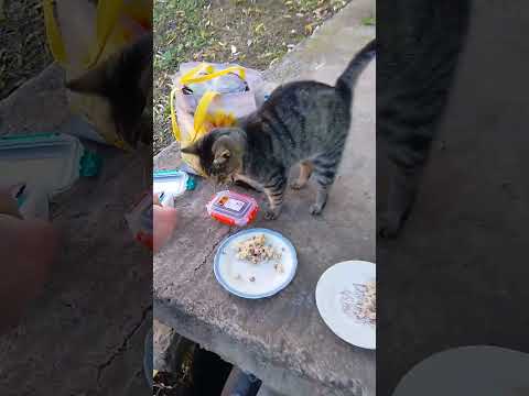 Видео: Бездомные Коты Попросили Еды! 🔥
