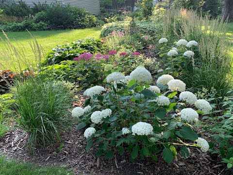 Видео: Садовый тур середины июля 2025 г.