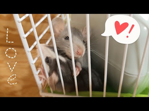 Видео: Зашквар на Авито 🥵 || Как мы покупали крысят 🐁🐀