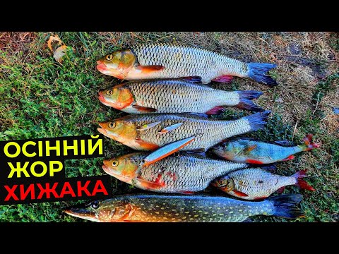 Видео: 🆘️НЕ ПРОПУСТІТЬ ОСІННІЙ ЖОР ХИЖАКА !!!😱 Сплав та Рибалка на р.Псел Щука Окунь та ТРОФЕЙНИЙ Головень