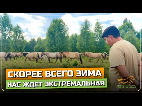 Видео: Ранчо на Урале | Урожая как не было так и нет | Ждем экстремальную зиму