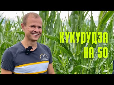 Видео: Кукурудза з міжряддям 50 см