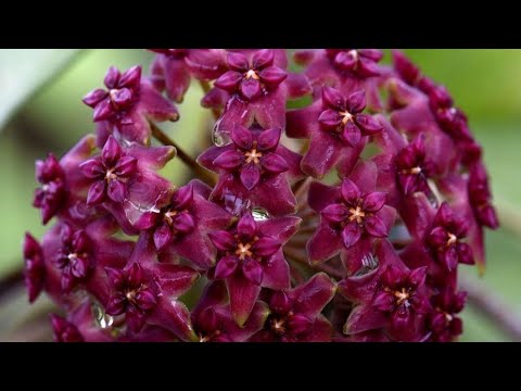 Видео: Новые хойи. Распаковка, посадка.