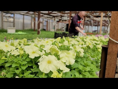 Видео: Море цветов на Урале | Живём среди цветов | Живые эмоции после исполнения песни АЛЁНА