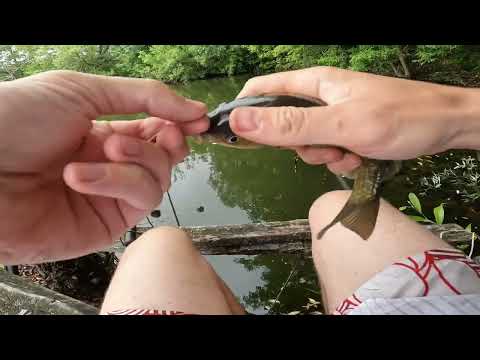 Видео: Літня рибалка з кумом.