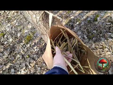 Видео: Кора и корень осины - мужское здоровье.