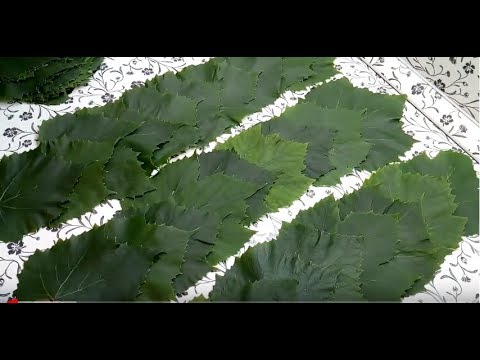 Видео: СОЛЮ ВИНОГРАДНЫЕ ЛИСТЬЯ ДЛЯ ДОЛМЫ .