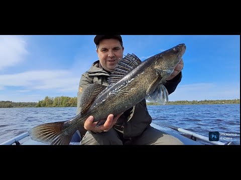 Видео: Щука и Судак На Воблеры | Рыбалка в Псковской Области