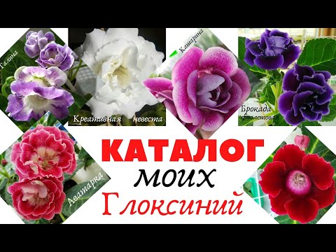 Видео: ГЛОКСИНИИ ❤️ КАТАЛОГ моих ЦВЕТОВ