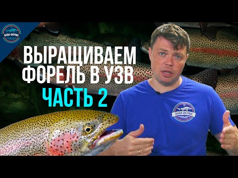 Видео: Выращиваем Форель в УЗВ часть 2