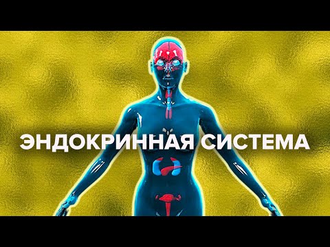 Видео: Почему при стрессе хочется плакать? Зачем женщинам тестостерон? Гормональное расписание