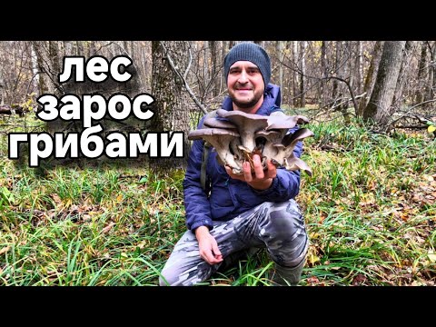 Видео: НОЯБРЬ!!! А ГРИБЫ ВСЕ ЛЕЗУТ И ЛЕЗУТ. Семейный сбор грибов