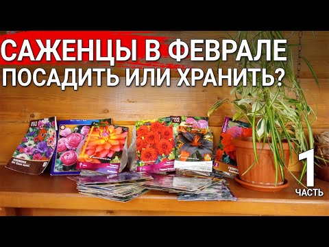 Видео: Саженцы в феврале  - посадить или хранить?