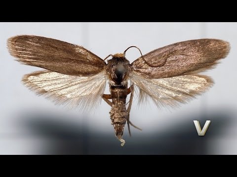 Видео: Закладка восковой моли (огнёвка пчелиная)