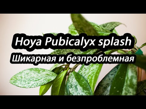 Видео: Hoya Pubicalyx splash-Шикарная и безпроблемная