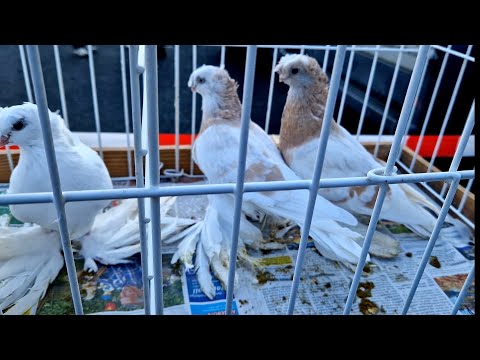 Видео: узбекские голуби, tauben, pigeons, O'zbek kaptarlari,  в Германии