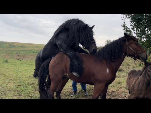 Видео: Наші коні👍Провірка кобил на жеребність.Жеребець Алана.Кобили на Продажу.Лошата ПРОДАНІ💣