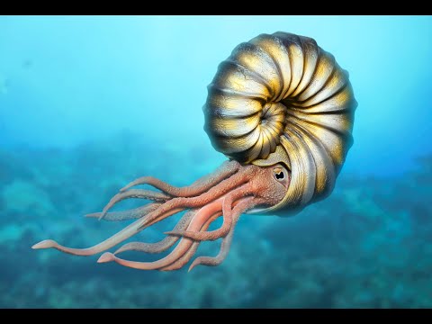 Видео: Поход на реку Шмелевку, аммониты, белемниты