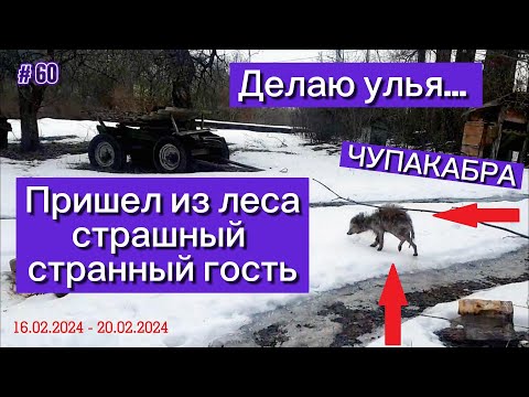 Видео: Делаю новые улья для пчел... Пришел из леса страшный странный гость: ЧУПАКАБРА.