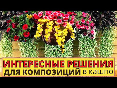 Видео: Как создать  композиции в кашпо с ампельными растениями- традесканция, батат, вербейник, будра ?