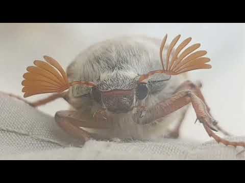 Видео: Хрущ - давній та запеклий ворог садівників та городників. Травневий жук шкідник