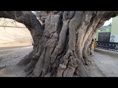 Видео: Тути калони шаҳри Хуҷанд ба ҳимоят ниёз доштааст