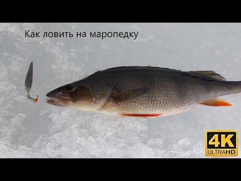 Видео: Маропедка . Как ловить, варианты проводки.