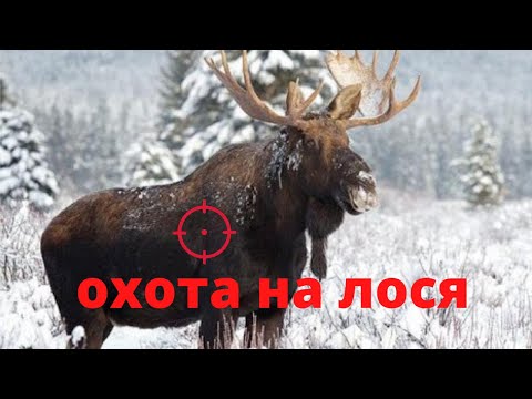Видео: Охота на лося, закрытие сезона.