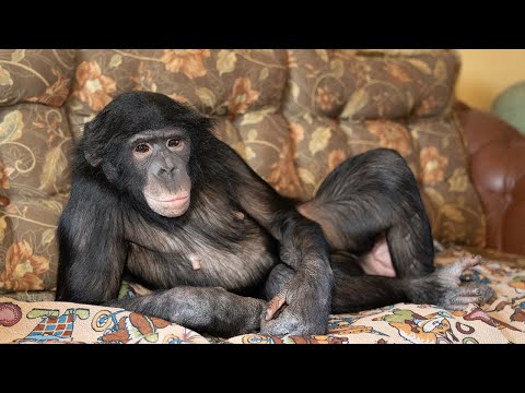 Видео: Вот за это меня любит африканская женщина! Мой секрет доверительных отношений с шимпанзе