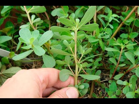 Видео: НАРОДНОЕ СРЕДСТВО КАК ПОВЫСИТЬ ИММУНИТЕТ И УКРЕПИТЬ ЗДОРОВЬЕ