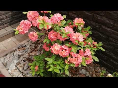 Видео: ЯРКОЕ ЦВЕТЕНИЕ 22 ! ЛИСТОПАДНЫЕ РОДОДЕНДРОНЫ.