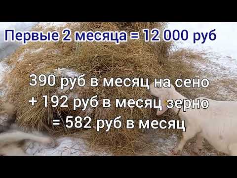 Видео: Сколько стоит вырастить козу? Цены на коз, себестоимость, стоимость козлят.